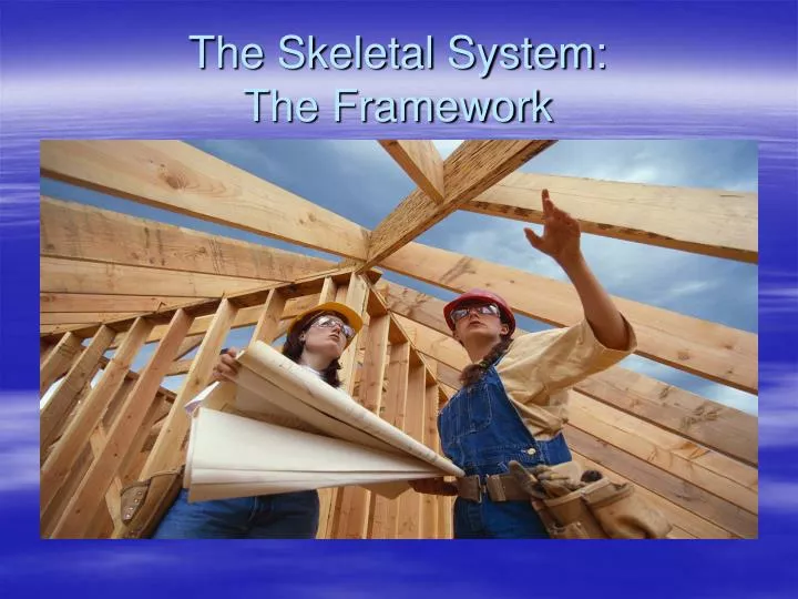 the skeletal system the framework