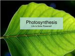 Photosynthesis Life Is Solar Powered!