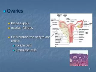 Ovaries Blood supply ovarian follicles Cells around the oocyte are called: Follicle cells Granulosa cells
