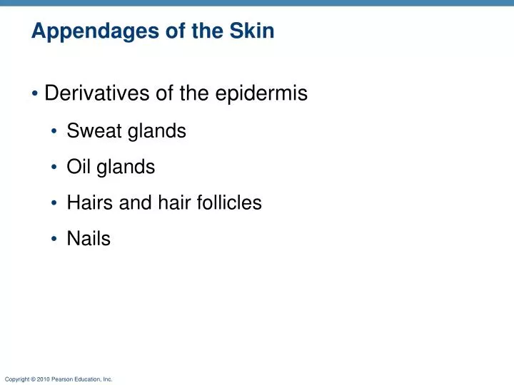 appendages of the skin