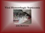 Viral Hemorrhagic Septicemia 