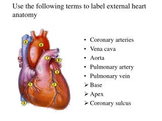 Use the following terms to label external heart anatomy