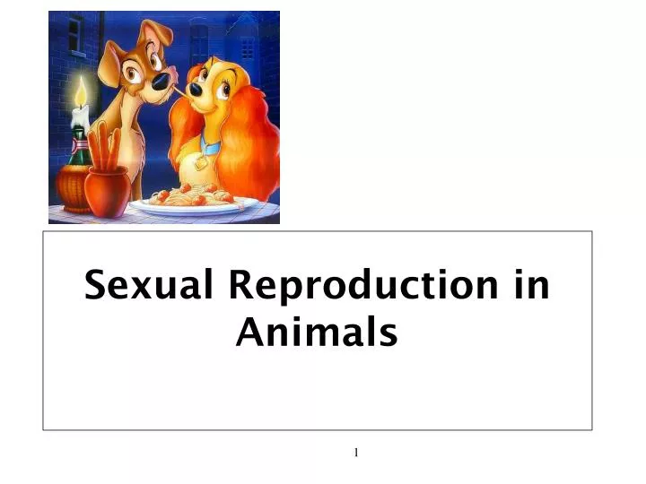sexual reproduction in animals