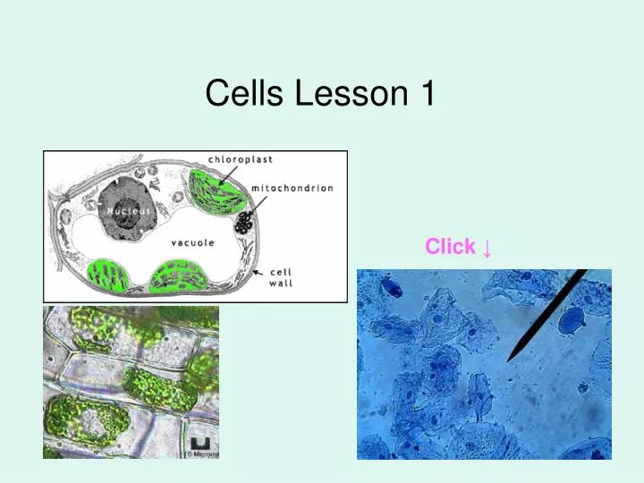 cells lesson 1