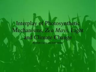 Interplay of Photosynthetic Mechanisms, Zea Mays , Light and Climate Change