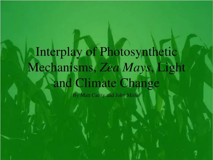 interplay of photosynthetic mechanisms zea mays light and climate change
