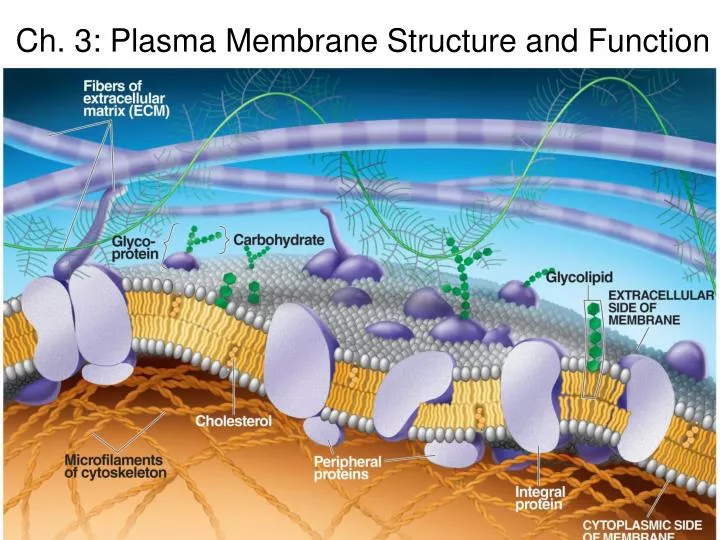 ch 3 plasma membrane structure and function