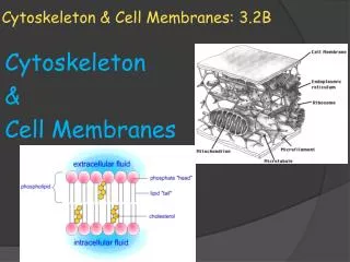 Cytoskeleton &amp; Cell Membranes: 3.2B