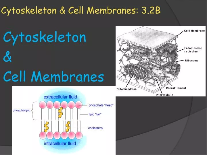 cytoskeleton cell membranes 3 2b