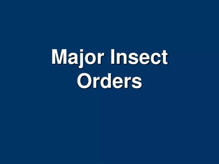 major insect orders