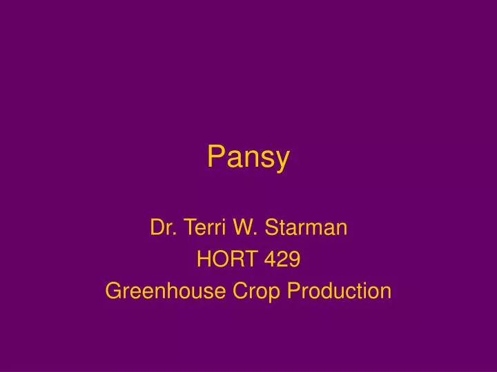 pansy