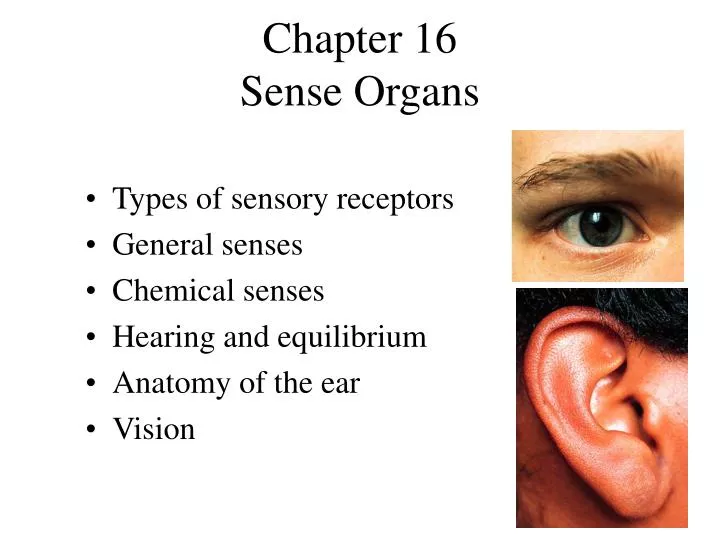chapter 16 sense organs