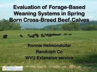 Evaluation of Forage-Based Weaning Systems in Spring Born Cross-Breed Beef Calves