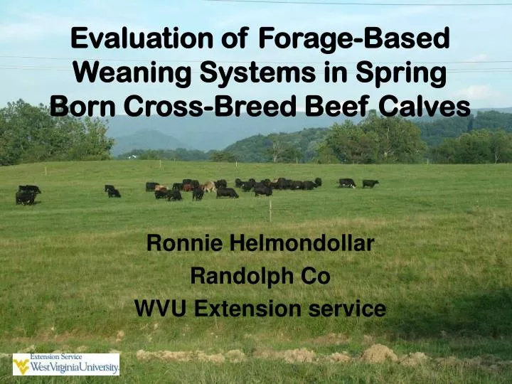 evaluation of forage based weaning systems in spring born cross breed beef calves