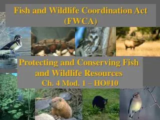 Fish and Wildlife Coordination Act (FWCA)