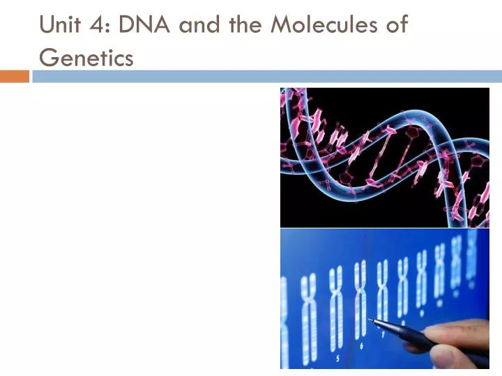 unit 4 dna and the molecules of genetics
