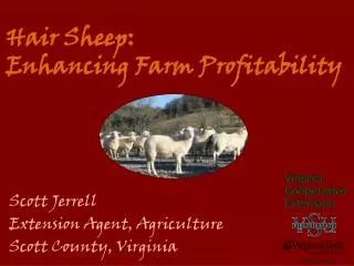 Hair Sheep: Enhancing Farm Profitability