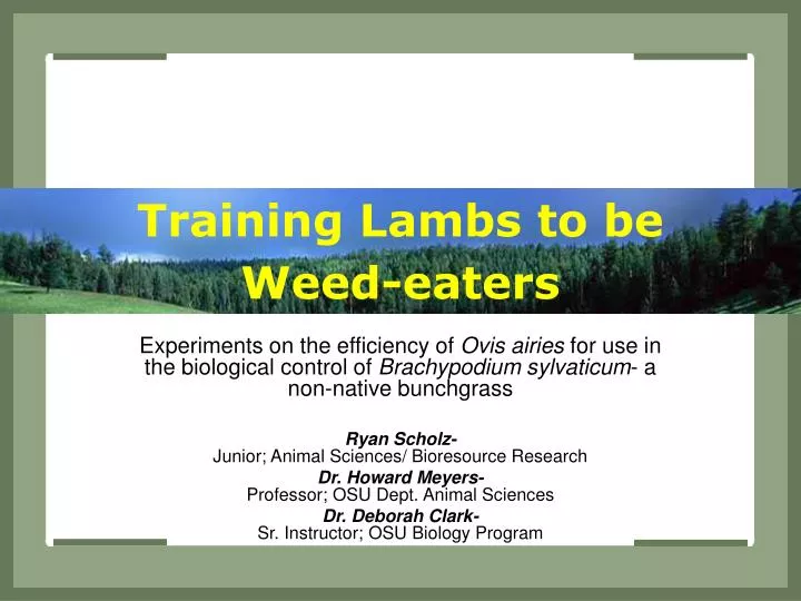 training lambs to be weed eaters