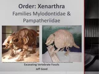 Order: Xenarthra Families Mylodontidae &amp; Pampatheriidae