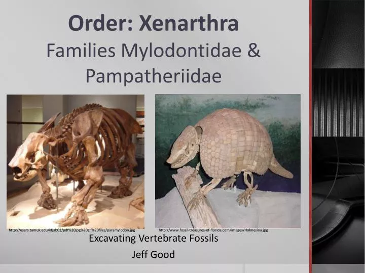 order xenarthra families mylodontidae pampatheriidae