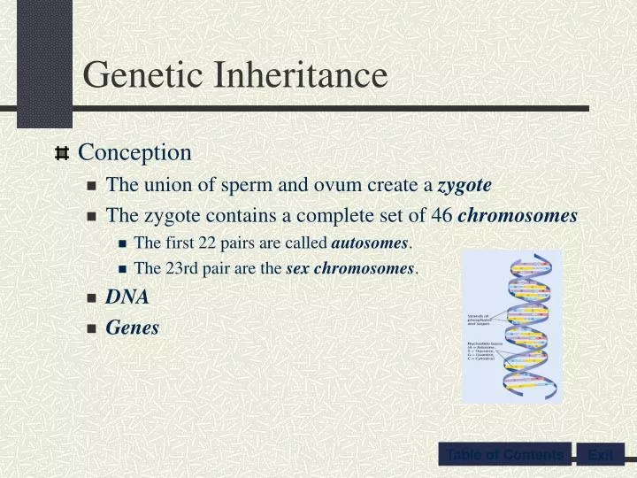 genetic inheritance