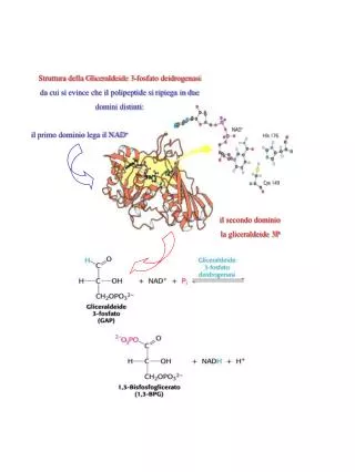 Struttura della Gliceraldeide 3-fosfato deidrogenasi da cui si evince che il polipeptide si ripiega in due domini disti