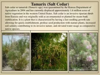 Tamarix (Salt Cedar)