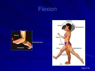 Flexion