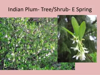Indian Plum- Tree/Shrub- E Spring