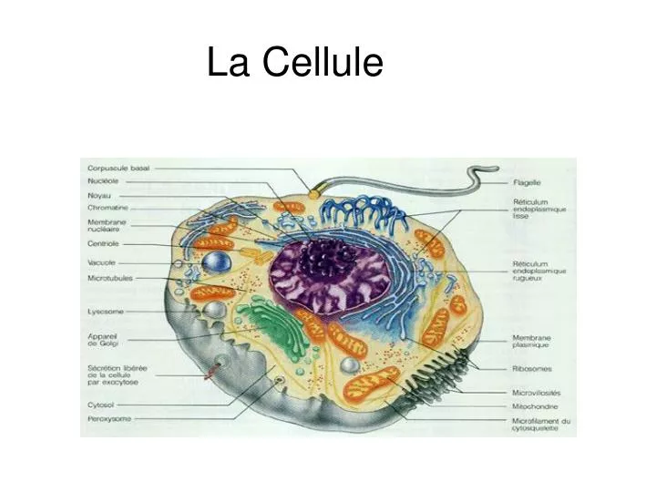la cellule