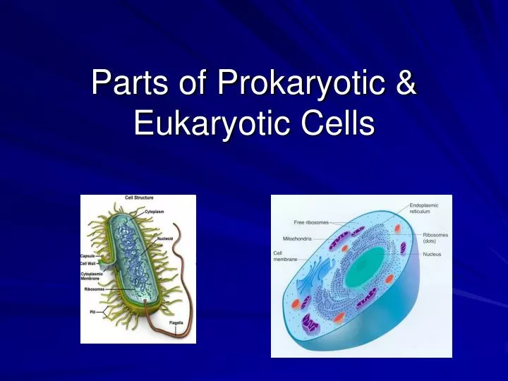 parts of prokaryotic eukaryotic cells