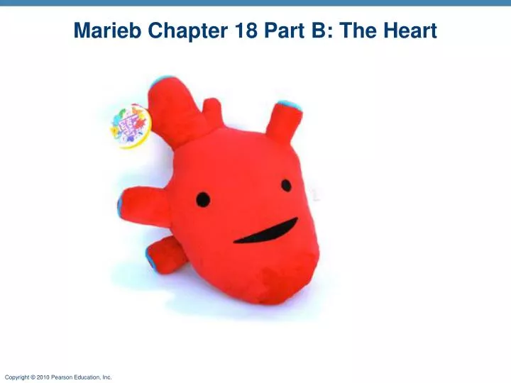 marieb chapter 18 part b the heart