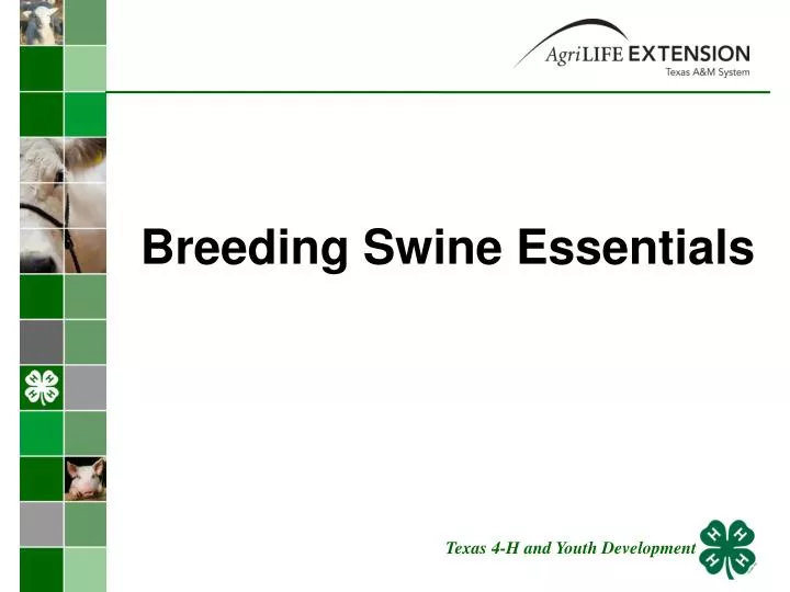 breeding swine essentials