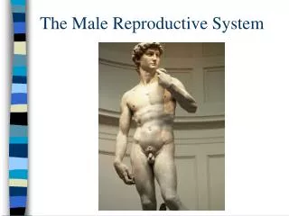 The Male Reproductive System