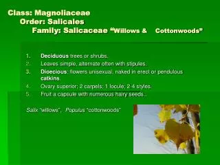 Class: Magnoliaceae Order: Salicales Family: Salicaceae “ Willows &amp; Cottonwoods”