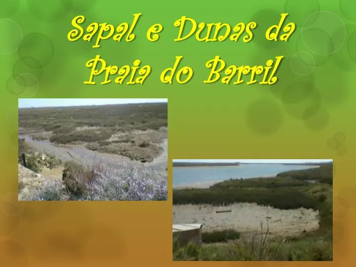 sapal e dunas da praia do barril