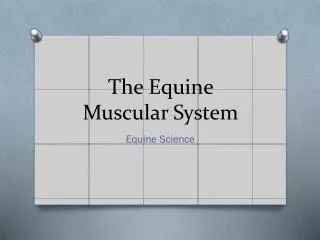The Equine Muscular System