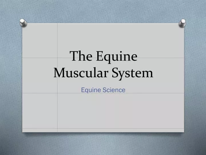 the equine muscular system