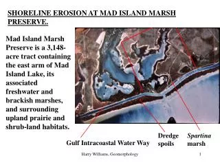 SHORELINE EROSION AT MAD ISLAND MARSH PRESERVE.