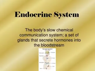 Endocrine System