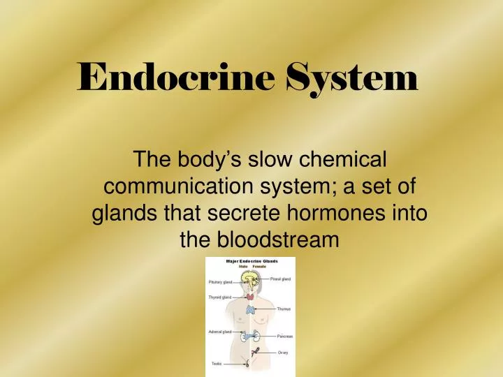 endocrine system