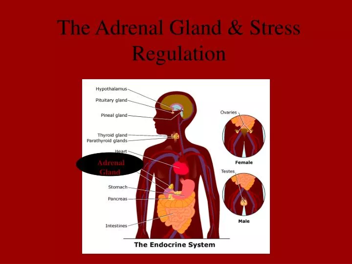 the adrenal gland stress regulation