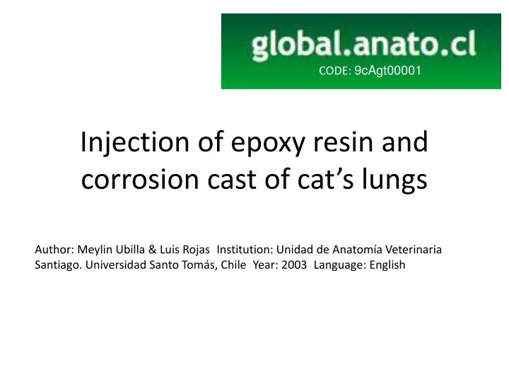 injection of epoxy resin and corrosion cast of cat s lungs