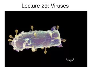 Lecture 29: Viruses