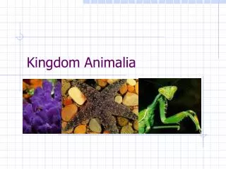 kingdom animalia