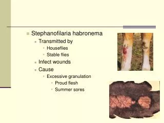 Stephanofilaria habronema Transmitted by Houseflies Stable flies Infect wounds Cause Excessive granulation Proud flesh S