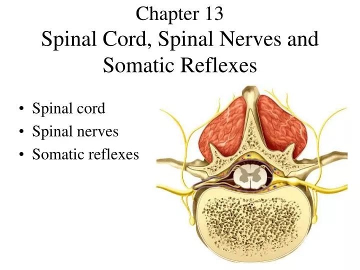 chapter 13 spinal cord spinal nerves and somatic reflexes