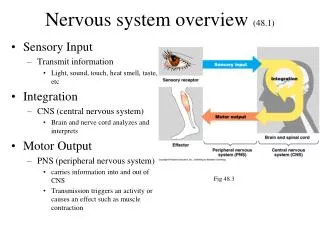 Nervous system overview (48.1)