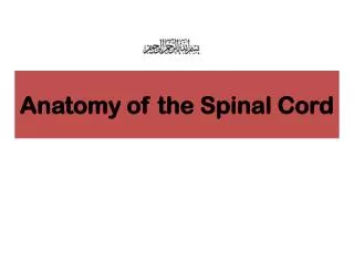Anatomy of the Spinal Cord