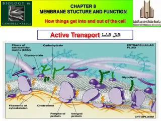 CHAPTER 8 MEMBRANE STUCTURE AND FUNCTION